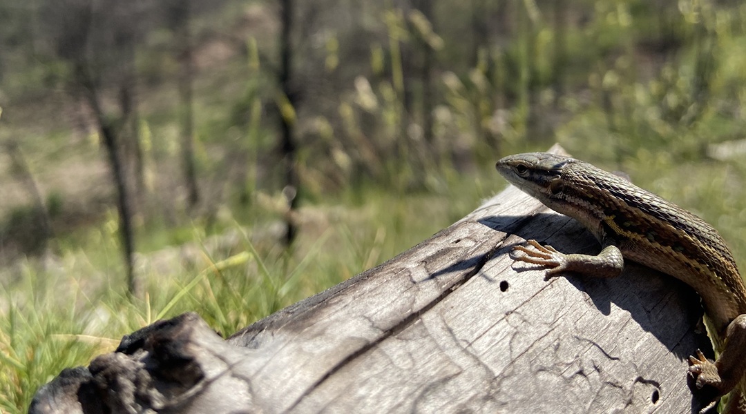 common lizard on a log