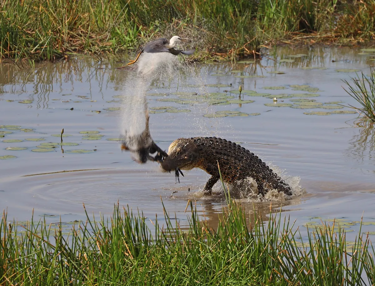 Crocodile (saltwater) leaping up to catch bird