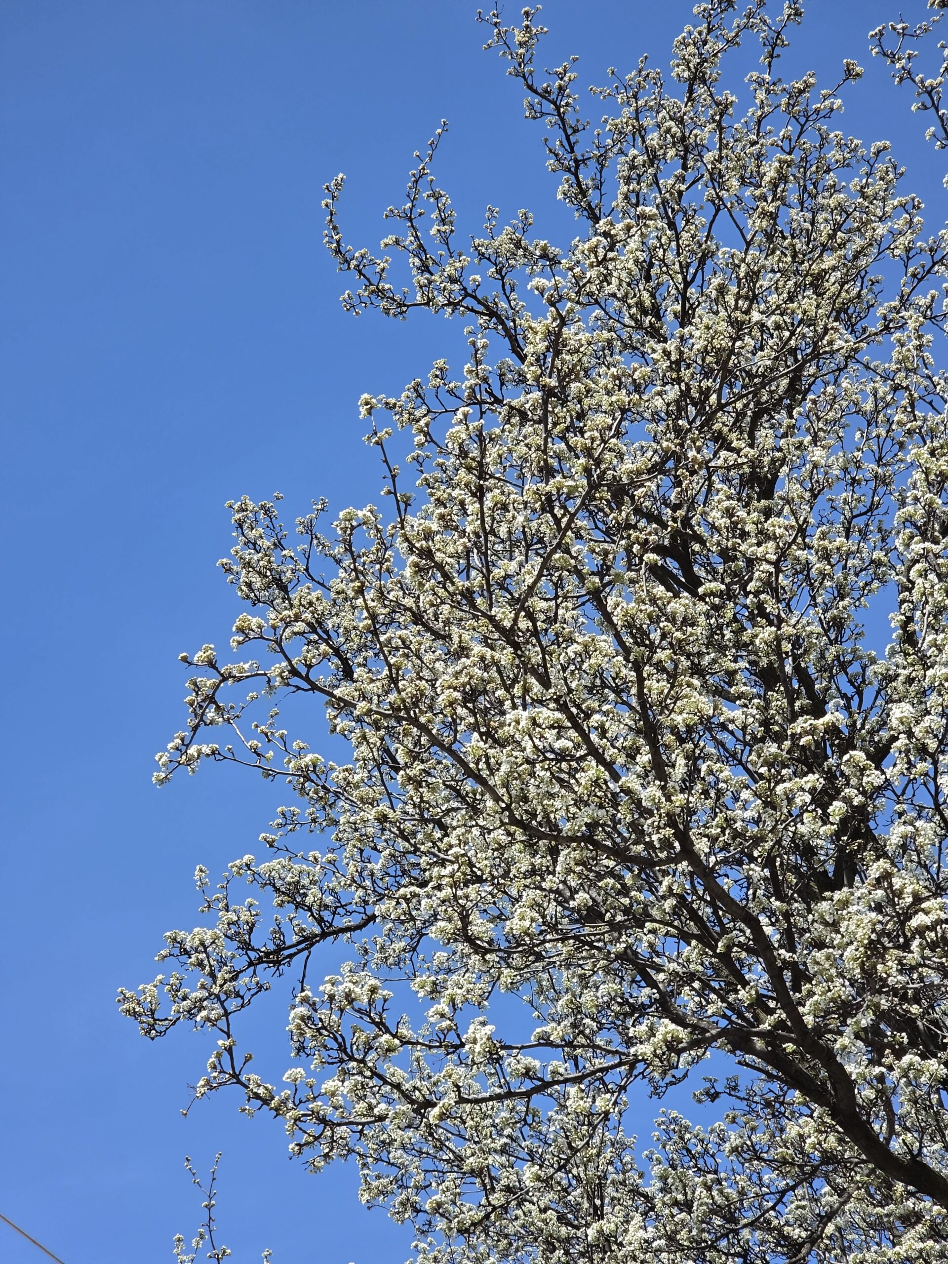 Samsung Galaxy S26 Ultra bradford pear 3x