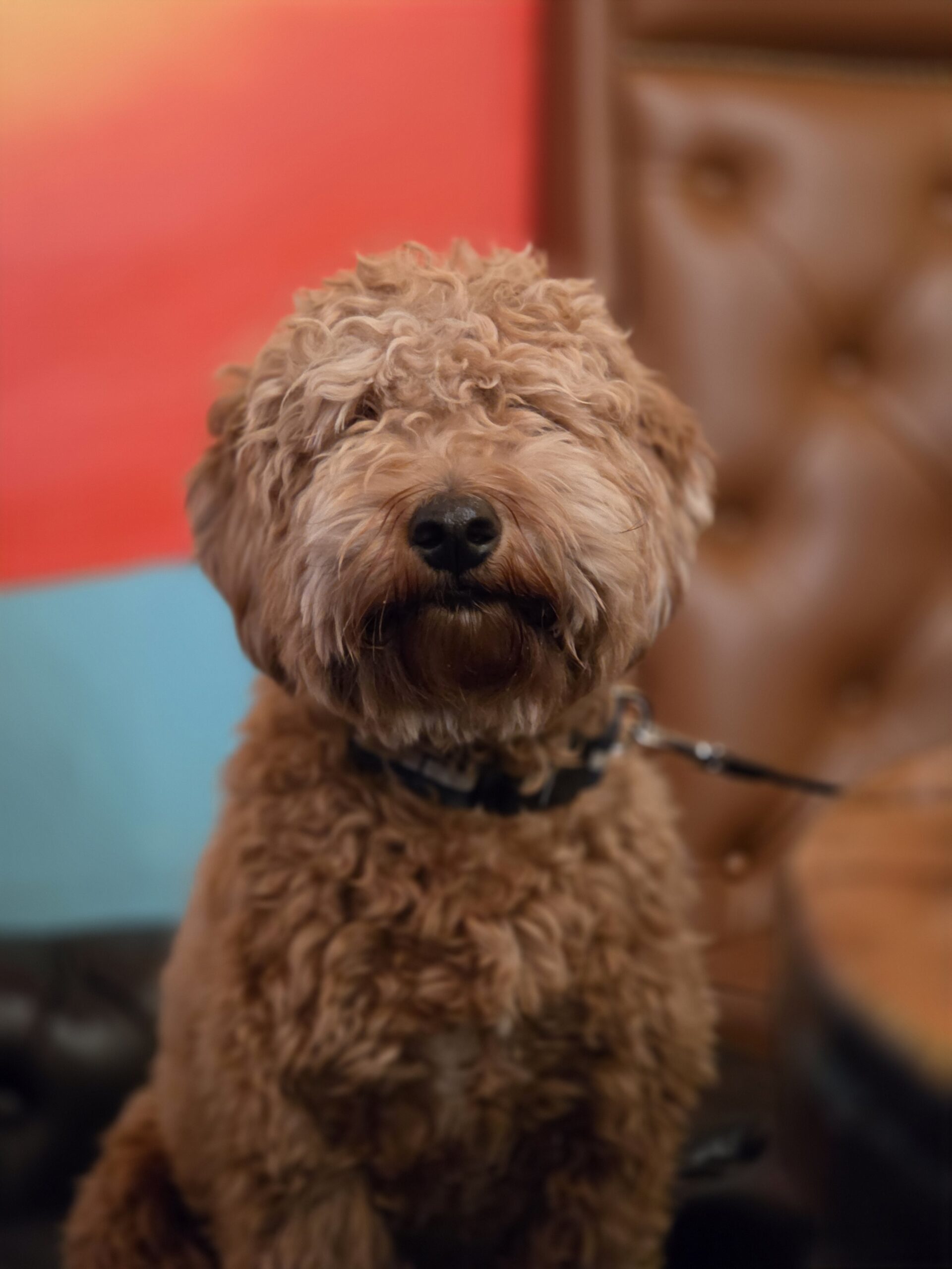 Samsung Galaxy S26 Ultra dog portrait 3x