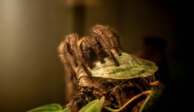 Scientists Discover One Of The Biggest Tarantulas Ever, Revealing Features Never Recorded Before