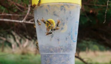 Biosecurity New Zealand to bait yellow-legged hornets