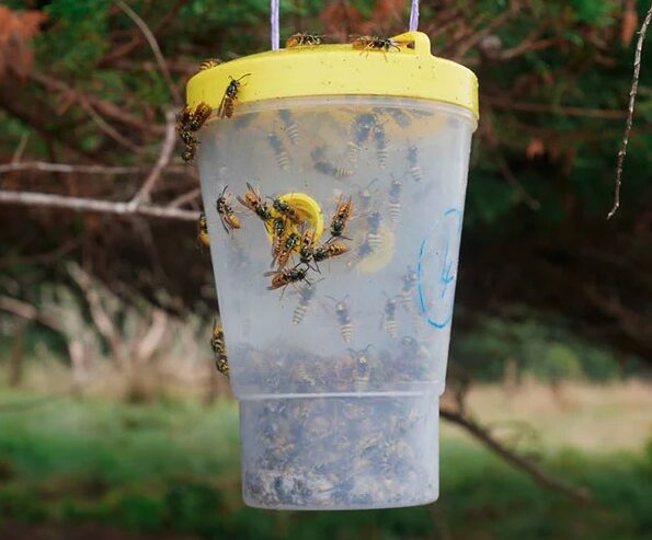 Biosecurity New Zealand to bait yellow-legged hornets