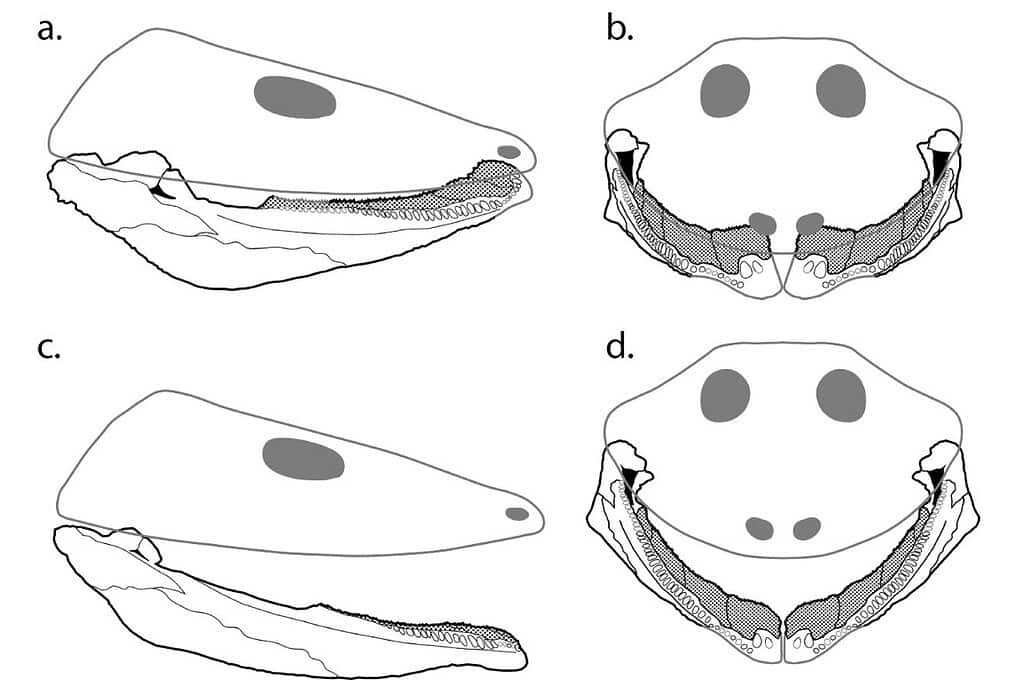 Diagram of a shark's skull and jaw structure with dorsal and ventral views.
