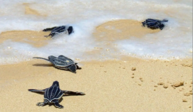 Compost, racoons and sea turtle predation in Costa Rica