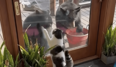 WATCH: House Cat Fearlessly Battles Pair Of Bear Cubs Through The Window Of North Carolina Home