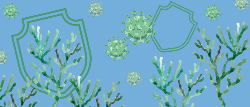 Seaweed Fucoidan Could Block Norovirus Infection