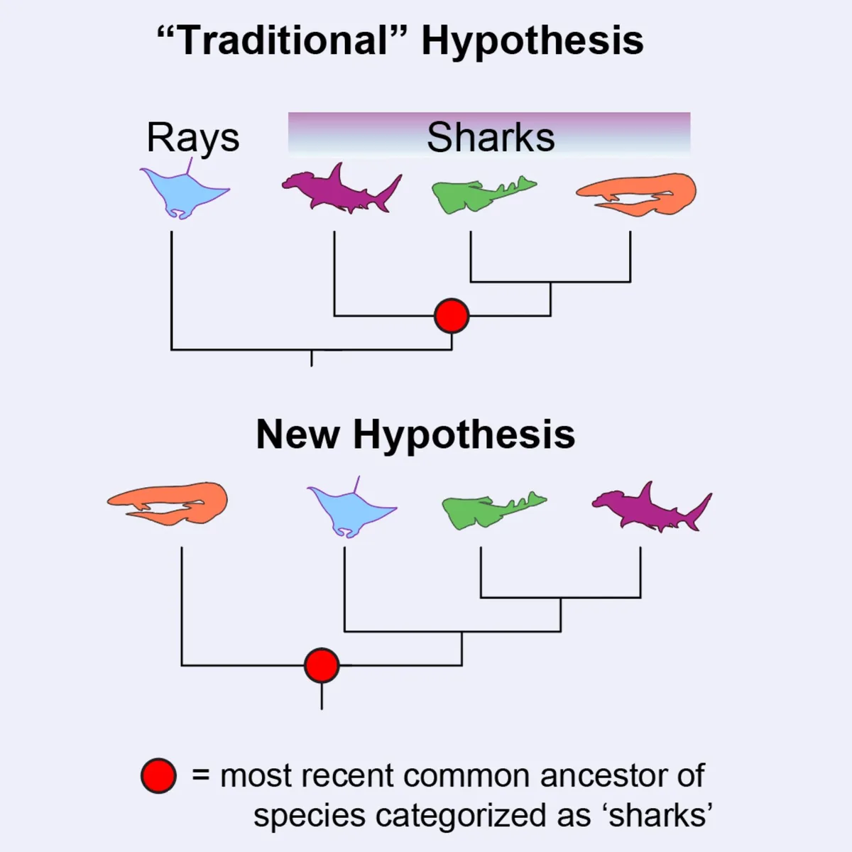 A diagram of potential shark evolutionary tree