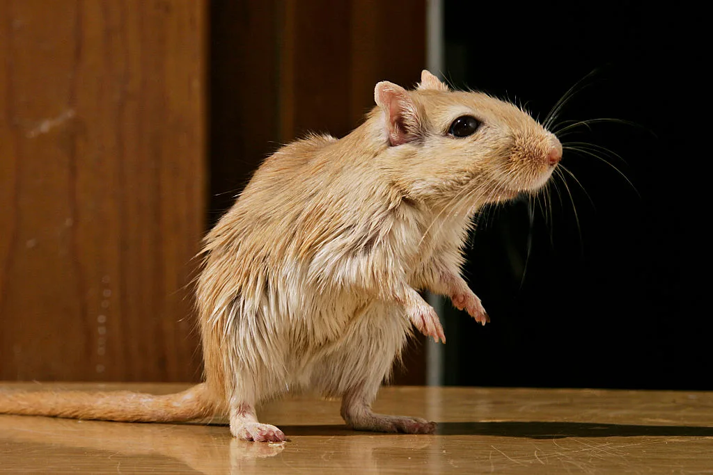 A small gerbil sits up