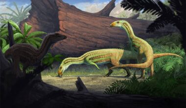 Illustration of extinct crocodile relative species from the Triassic. Two individuals standing in light and one in the shadow of a plant. Sonselasuchus