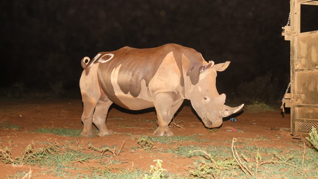 A rhino at Ziwa Rhino Sanctuary, Uganda. Image courtesy of UWA.