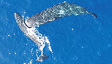 Sperm whale headbutt