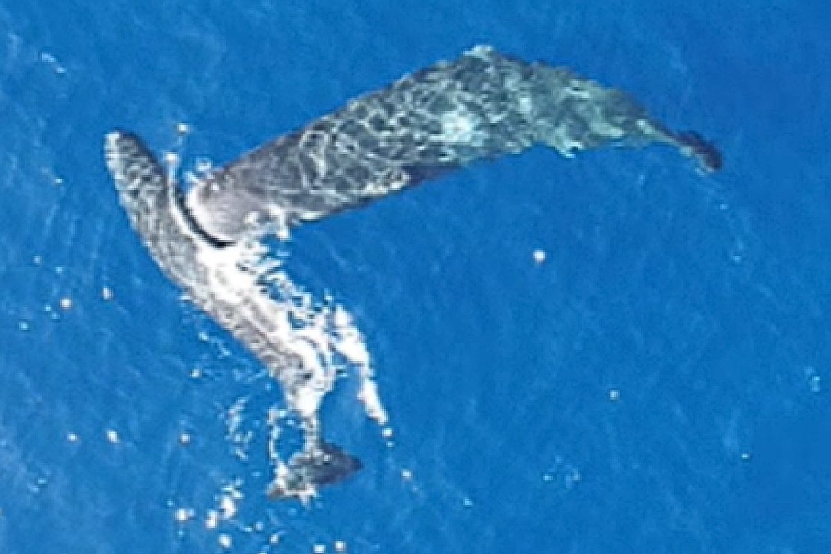 Sperm whale headbutt