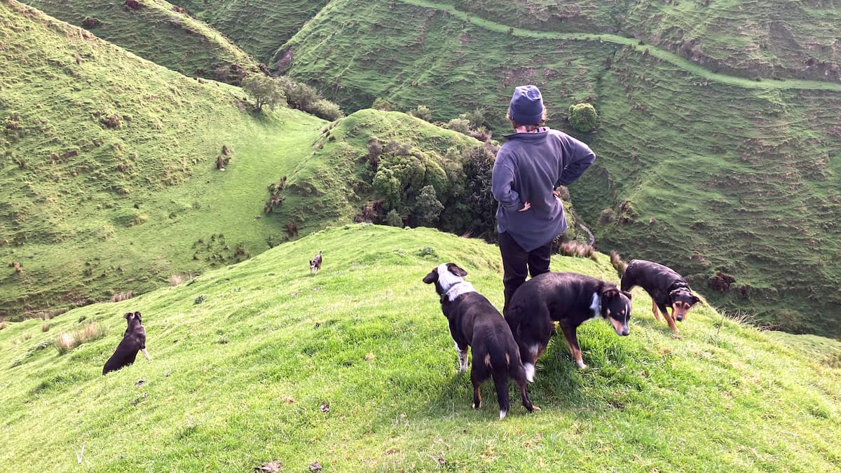 Pastures Past: When women kept New Zealand’s farms running in wartime