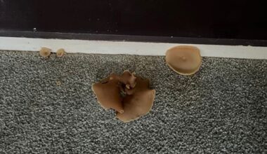Tenancy Tribunal hears ongoing leak in Auckland rental caused mushrooms to sprout from bedroom carpet