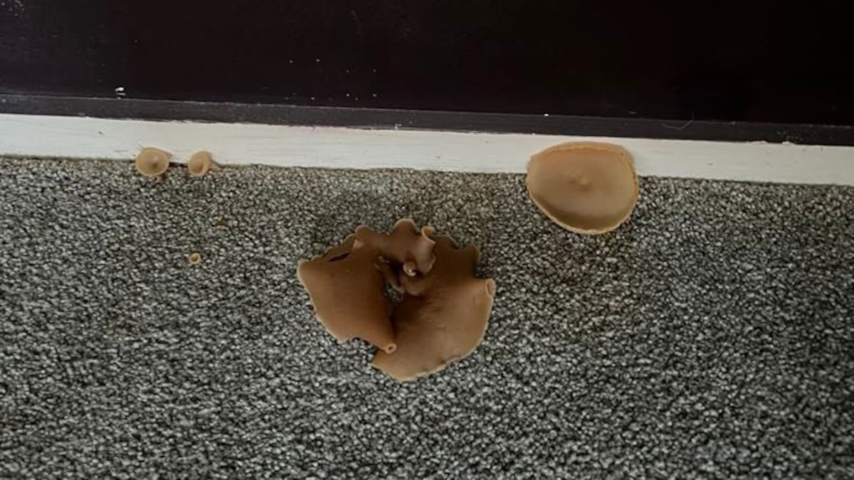 Tenancy Tribunal hears ongoing leak in Auckland rental caused mushrooms to sprout from bedroom carpet