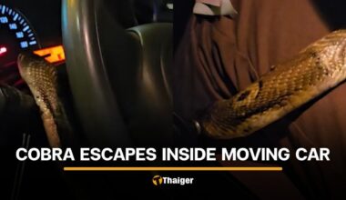 Photo of Petch Petpailin