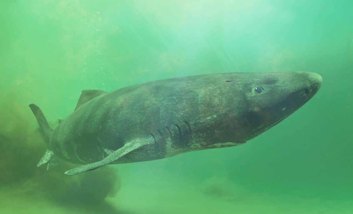 The “392 Year Old Shark” Story Is Everywhere Online, But Researchers Say Its Age Isn’t What You Think