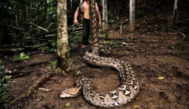 The Giant Snake Was Too Big To Ignore
