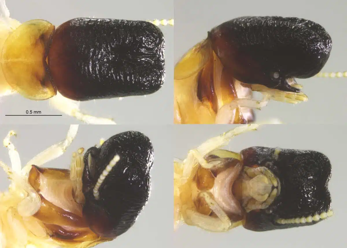 These Slides Show Views Of The Termite Soldier's Frontal Prominence And Elongated Head Resembling The Head Of A Sperm Whale