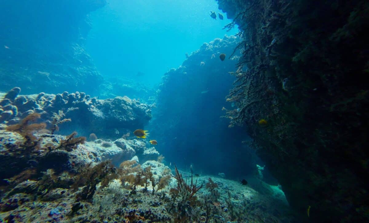 This 20 Arm Creature Was Hiding In Antarctica’s Ocean For Centuries, Now It’s Finally Revealed