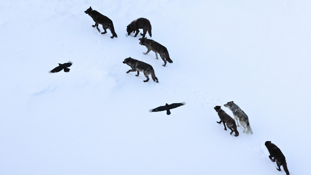 Ravens Don't Just Follow Wolves – They Memorize Kill Sites Across Vast Distances : ScienceAlert