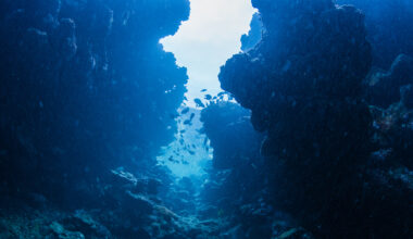 We Finally Know What Tore a 500-Km 'Grand Canyon' Into The Atlantic Seafloor : ScienceAlert