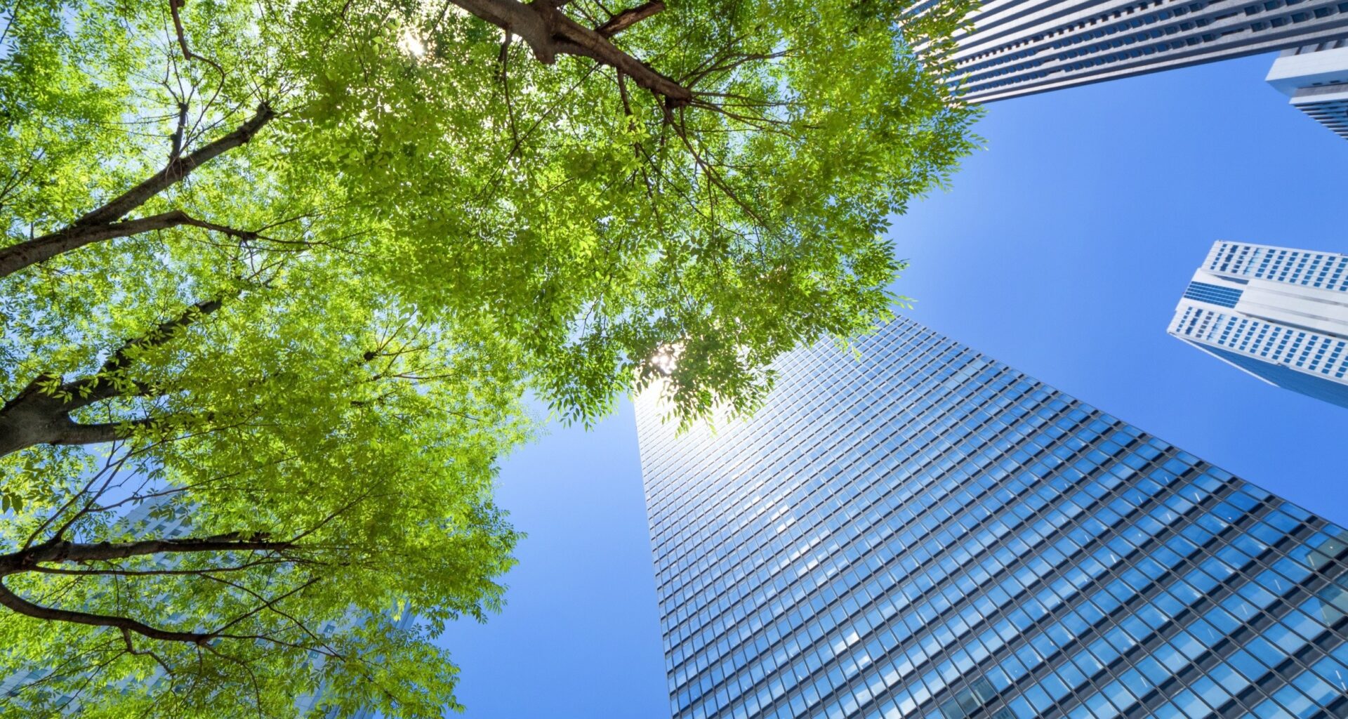 Urban trees emerge as the biggest carbon sink in cities