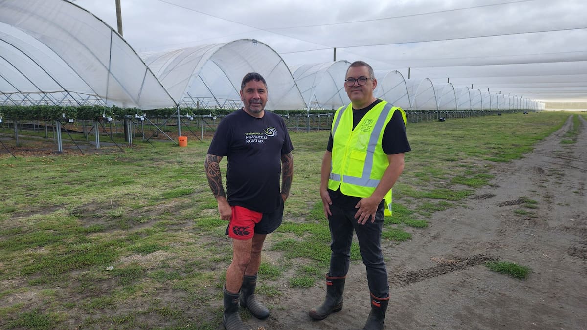 The sweet spot: Inside an iwi’s fast-growing berry enterprise near Whanganui