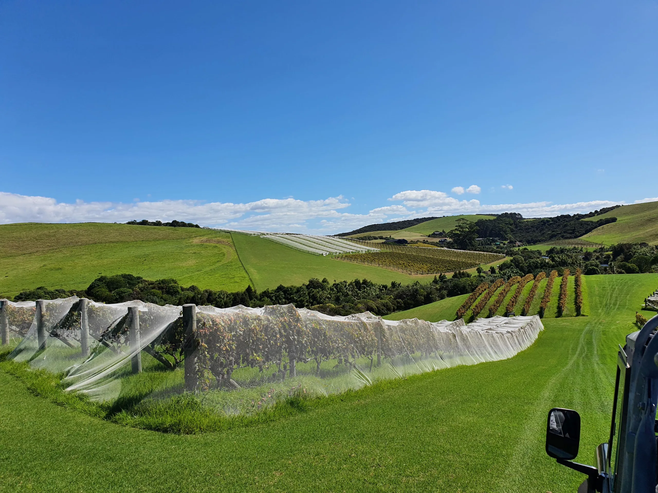Looking out at the vines growing at The Landing NZ Winery, Purerua Peninsula, Bay of Islands, New Zealand.