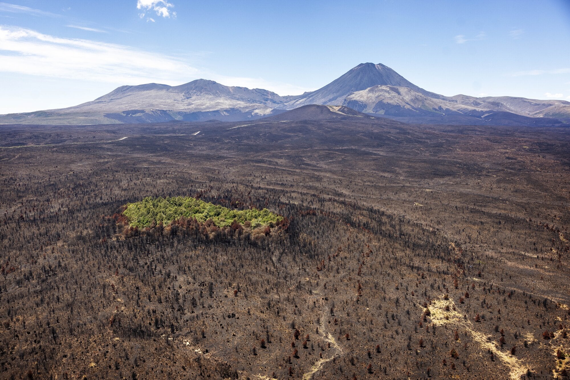 Two wildfires burned through Tongariro National Park in 2025 devastating more than 3000ha yet, as seen in this photo taken in December, pockets of bush did survive the flames. Photo / Mike Scott