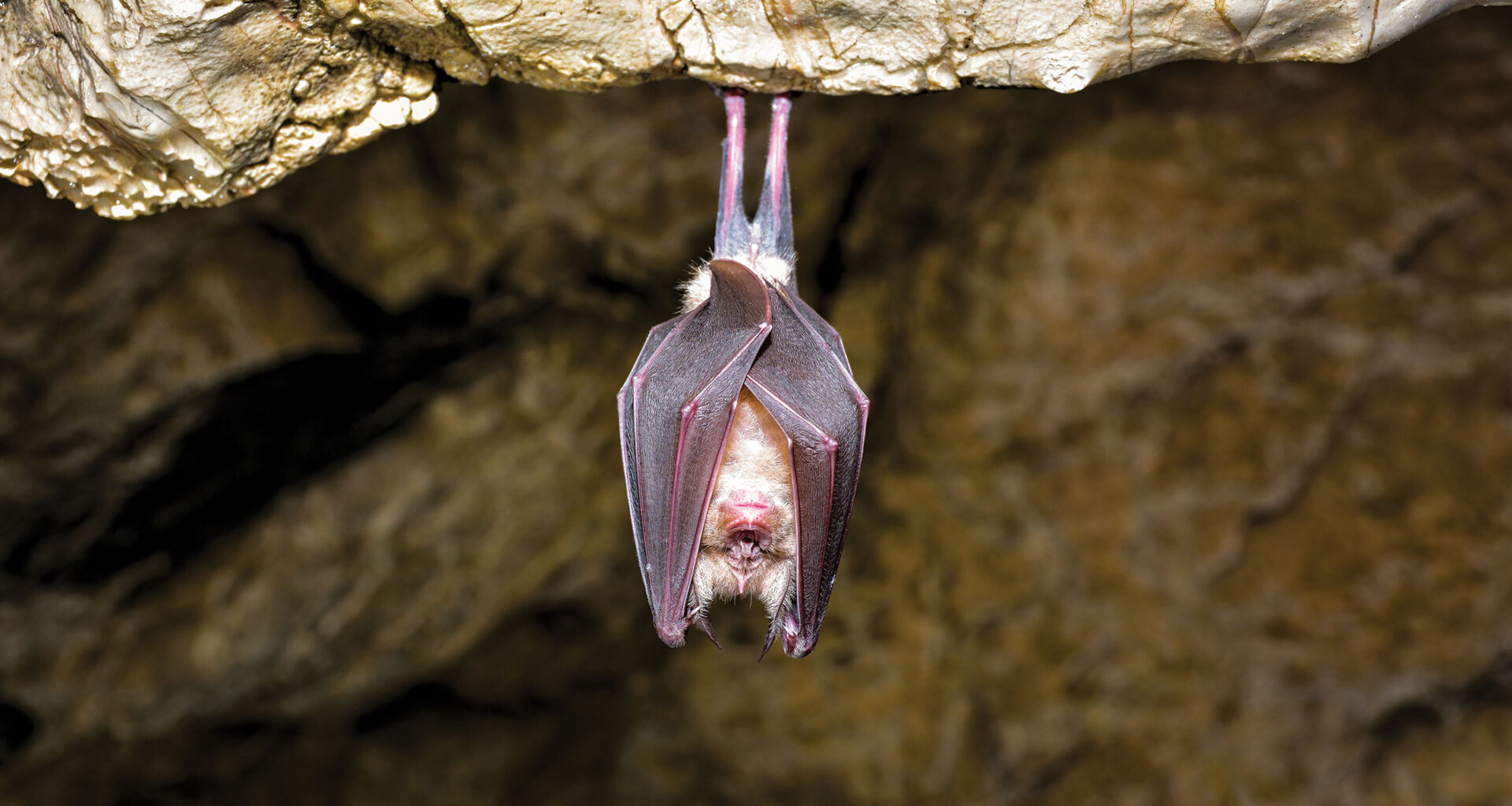 To vaccinate bats, scientists turn to mosquitoes