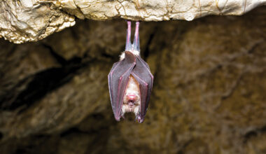 To vaccinate bats, scientists turn to mosquitoes