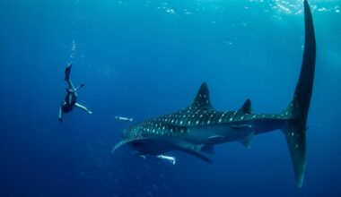 Volunteer takes a Photo ID in Madagascar
