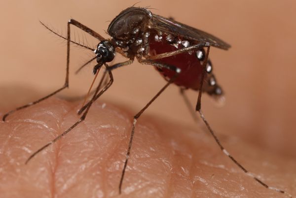 Researchers Reveal m6A Epigenetic Modification Controls Arbovirus Infection and Transmission Between Vertebrates and Mosquitoes----Chinese Academy of Sciences