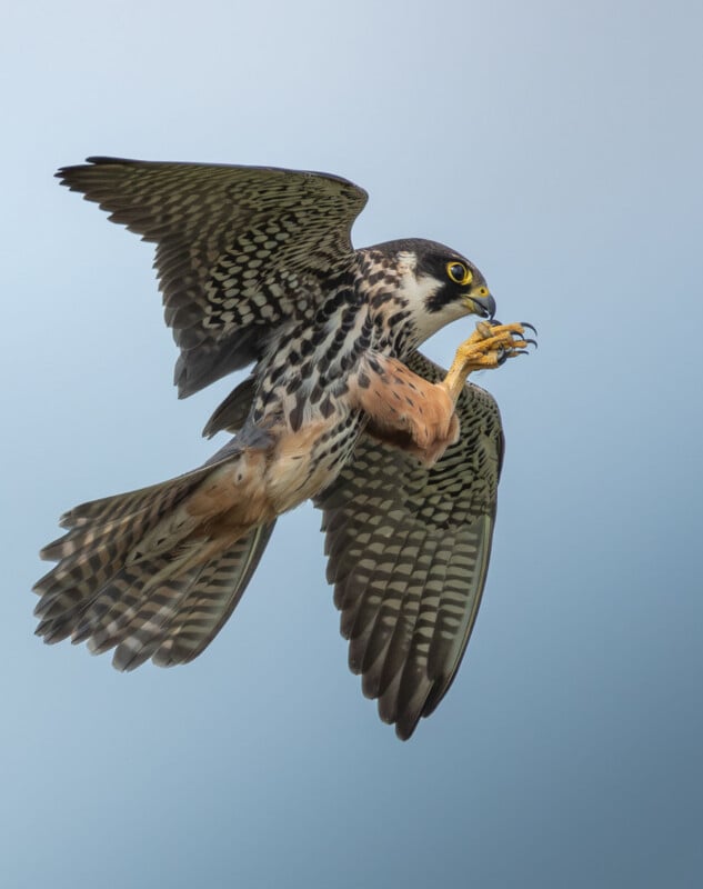 A falcon with outstretched wings hovers in the air against a clear blue sky, grasping its raised talons as if about to catch something or land.
