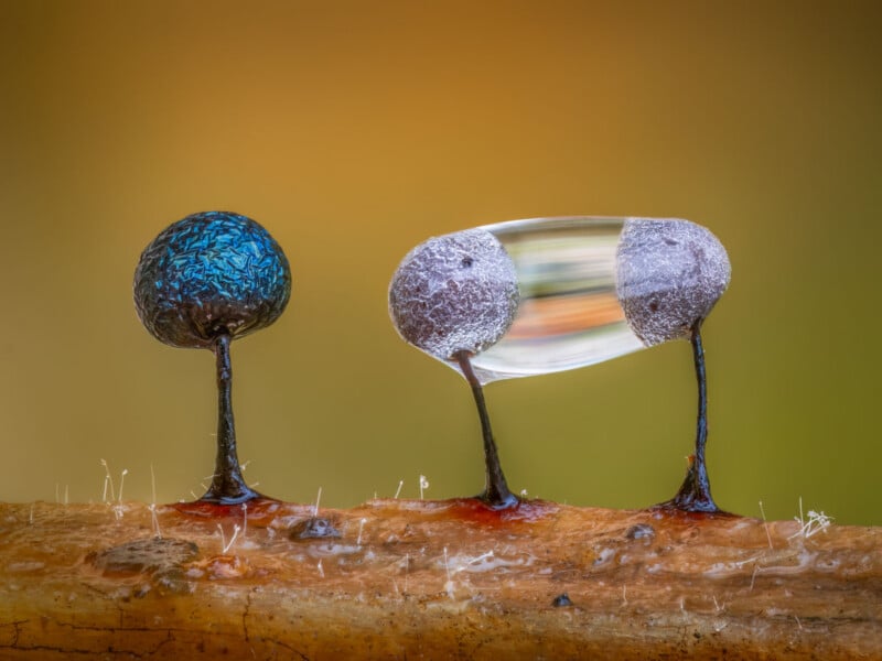 Close-up of three tiny fungus-like structures on a twig; one is blue and textured, and the other two are brown with a clear water droplet between them, against a soft blurred yellow-orange background.
