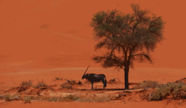 Drone video capturing Namibia