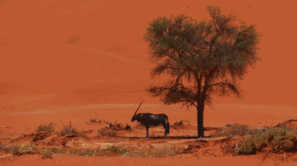 Drone video capturing Namibia