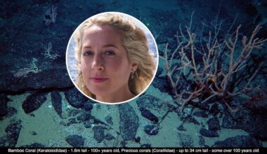 Lord Howe Rise deep-sea coral ‘proof’ ramps up bottom trawling clash