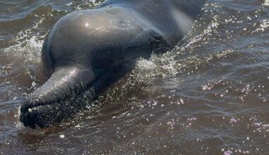 Rare whale stranded in Auckland’s Waitematā Harbour saved, volunteer’s solo actions seen as heroic