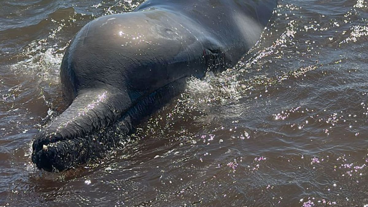 Rare whale stranded in Auckland’s Waitematā Harbour saved, volunteer’s solo actions seen as heroic