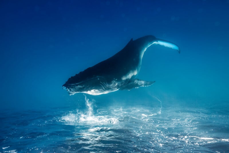 A humpback whale swims gracefully underwater near the ocean's surface, illuminated by sunlight streaming through the blue water.
