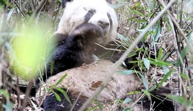 Wild panda eating
