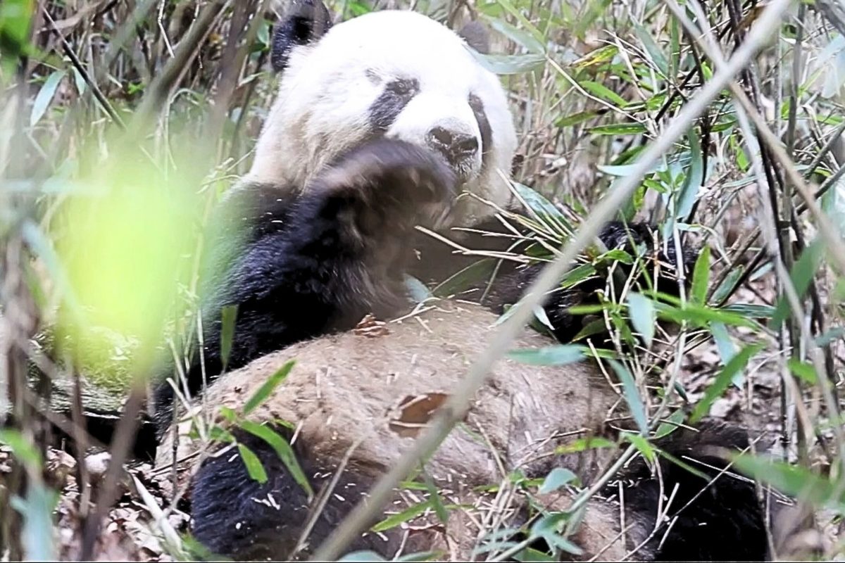 Wild panda eating