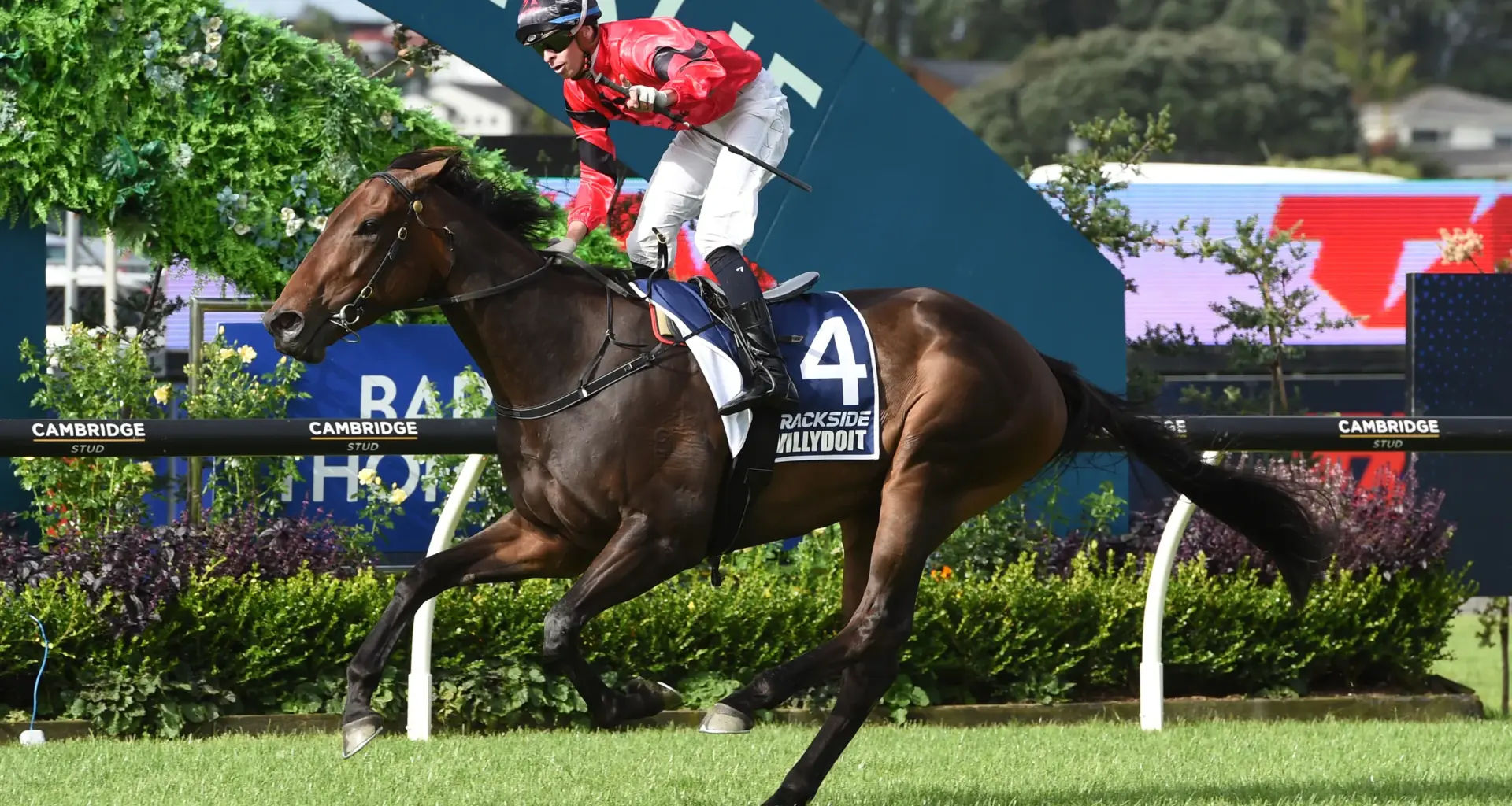 Willydoit heads home to New Zealand