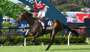 Willydoit heads home to New Zealand