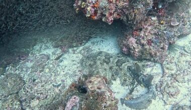 Wobbegong shark
