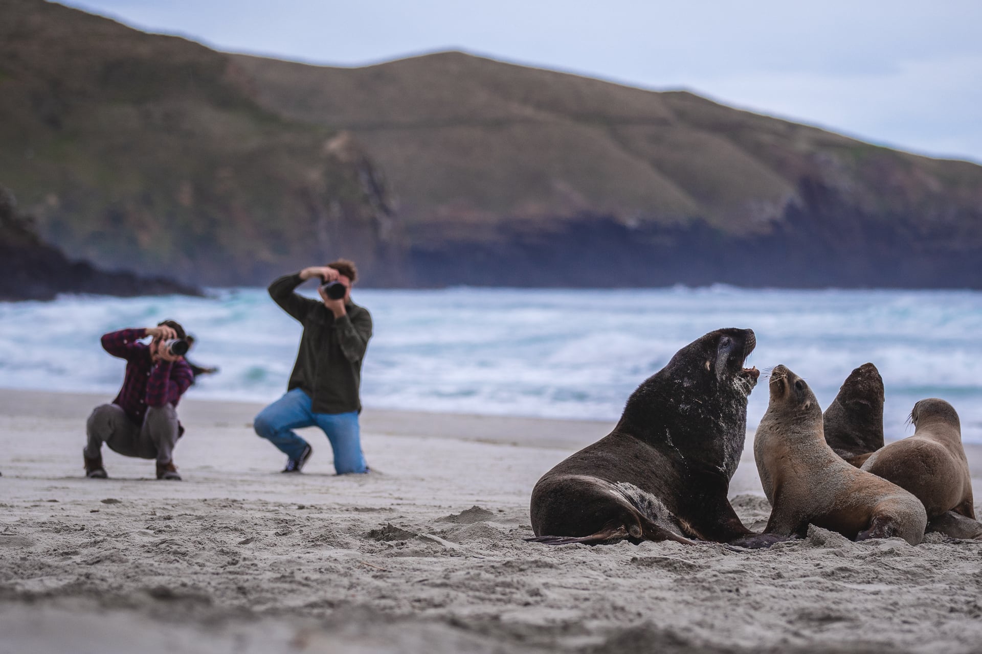 There’s more wildlife than people traffic on Dunedin’s notorious Allans Beach. Photo / Dunedin NZ

