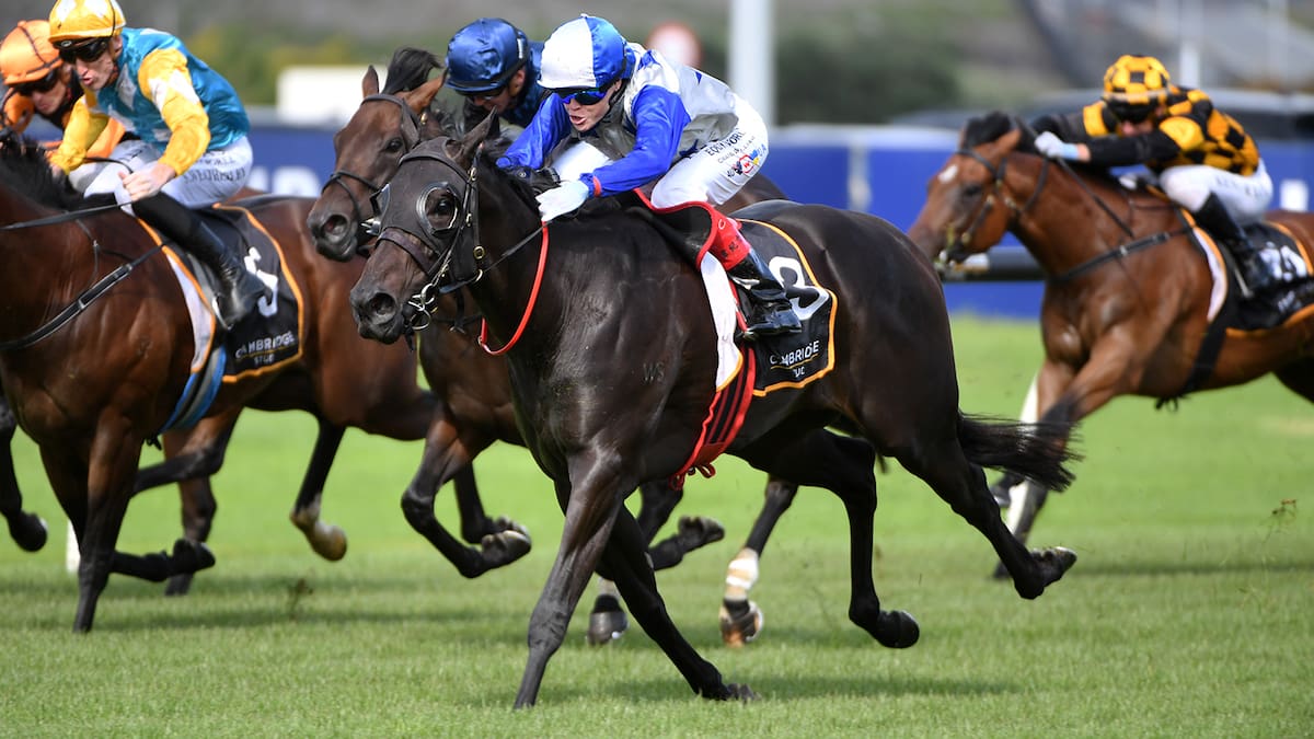 Superstars of Kiwi racing clash on both sides of the Tasman